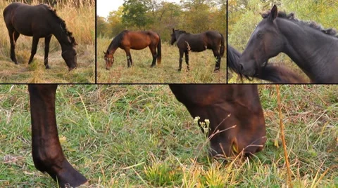 Wild horse Stock Footage 8692427