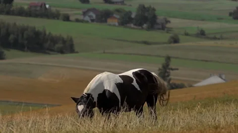 Wild horse Video stock 30771754