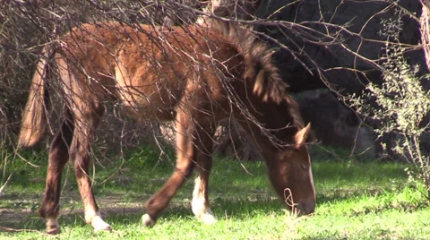 Wild Horse Vídeos de archivo 34256563