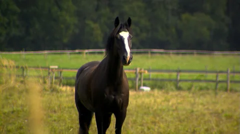 Wild horse Stock Footage 46376194