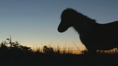 Wild Horse Stock Footage 51895462