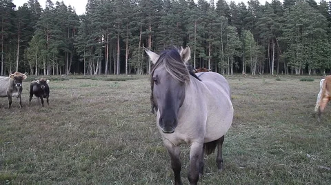 Wild horse Stock Footage 56056351