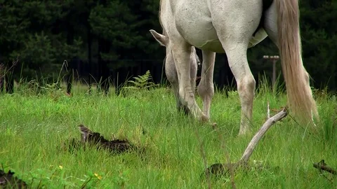 Wild horse Stock Footage 75891091