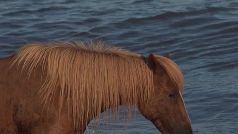 Wild horse Stock Footage 93593487