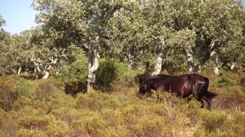 Wild horse Stock Footage 177525742
