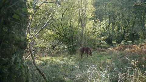 Wild horse Stock Footage 203902501