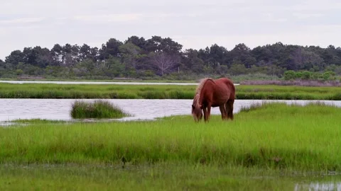 Wild Horse 動画素材 253129903