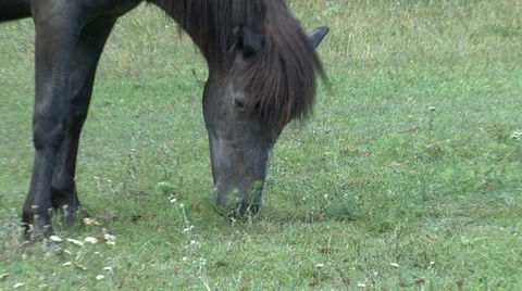 Wild Horse in grass valey Stock Footage 31659462