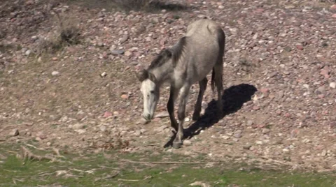 Wild Horse Grazing Vídeos de archivo 34259494