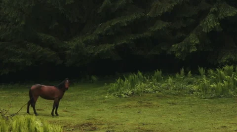 Wild horse grazing  Stock Footage 56877656
