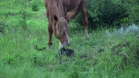 Wild horse grazing Stock Footage 75893225