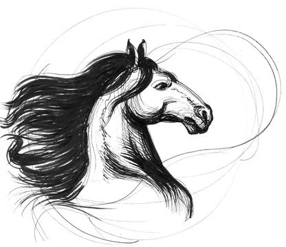 Wild horse head Stock Illustration