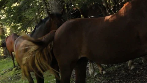 Wild horse herd in forest Stock Footage 112078604