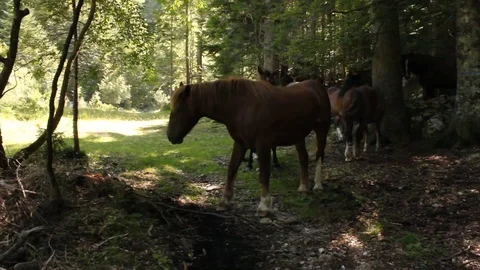 Wild horse herd in forest Stock Footage 112078671