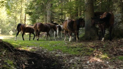 Wild horse herd in forest Stock Footage 112078684