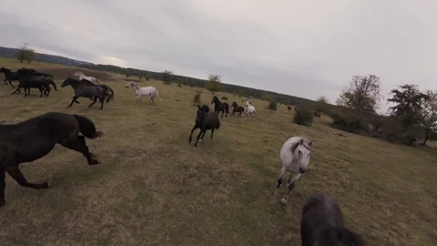 Wild Horse Herd Galloping 4K FPV Drone - Dynamic High Speed Close-Up Chase Stock Footage 330498071