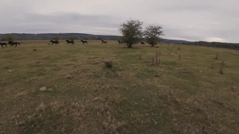 Wild Horse Herd Galloping 4K FPV Drone - Dynamic High Speed Close-Up Chase Video stock 330498084