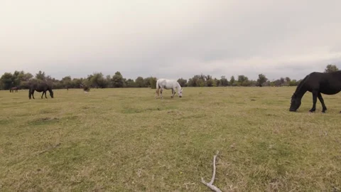 Wild Horse Herd in Lush Meadow 4K FPV Drone - Dreamy Cinematic Animal Freedom Stock Footage 330498317