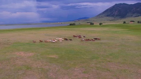 Wild Horse Herd Running Stampede, Storm Clouds, Wyoming Stock Footage