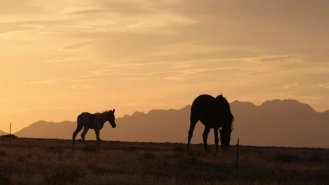 Wild Horse Mare and Foal at Sunset  in the Utah Desert in  Autumn Stock Footage 347017341