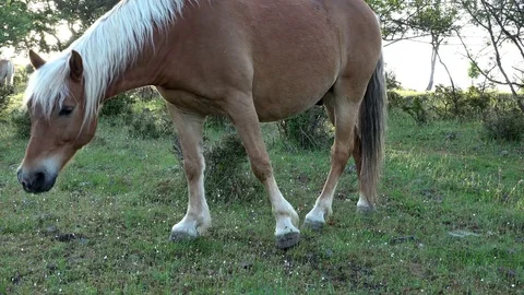 Wild horse on the meadow Video stock 75383336