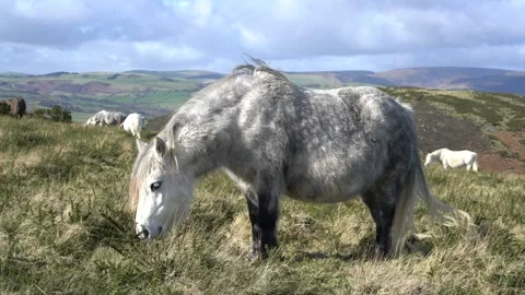 Wild horse on a mountain Stock-Footage 302913743