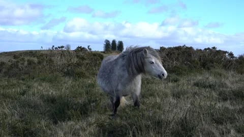 Wild horse on a mountain Stock-Footage 302913776