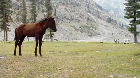 A wild horse Foto stock