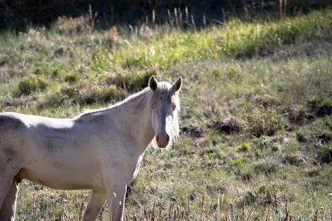 Wild Horse Stock Photos