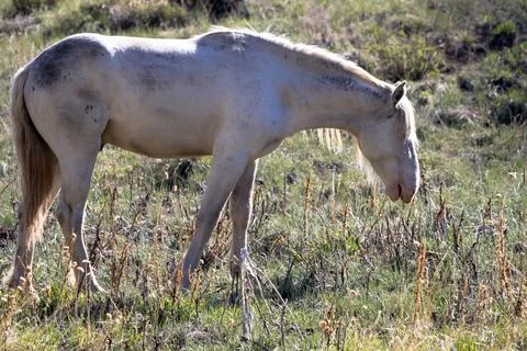 Wild Horse Stock Photos