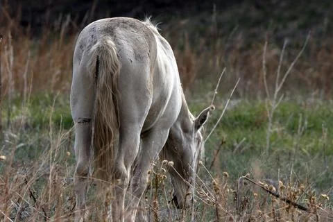 Wild Horse Stock Photos