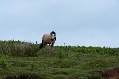 A wild horse Stockfoto's