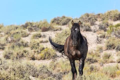Wild horse  Stock Photos