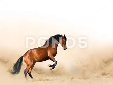 Wild horse in prairies Stock Photos
