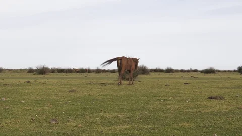 Wild horse running in the plain with crane gimbal Stock Footage 113672649