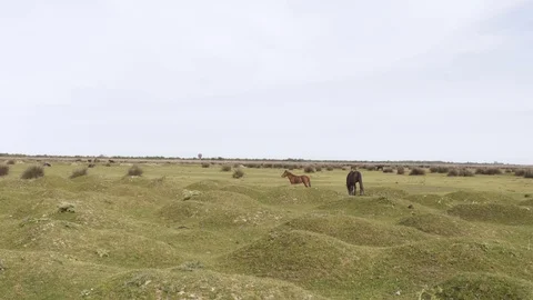 Wild horse running in the plain with crane gimbal Stock Footage 113672955