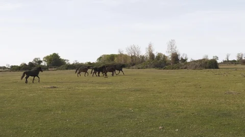Wild horse running in the plain with crane gimbal Stock Footage 113673618