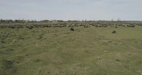 Wild horse running in the plain with drone fly Stock Footage 113670461