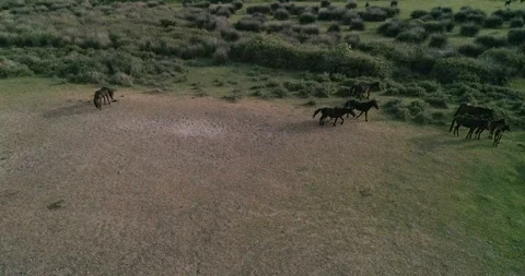 Wild horse running in the plain with drone shooting Stock Footage 113671148
