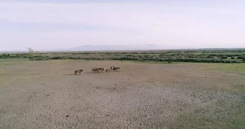 Wild horse running in the plain with drone shooting Stock Footage 113671381