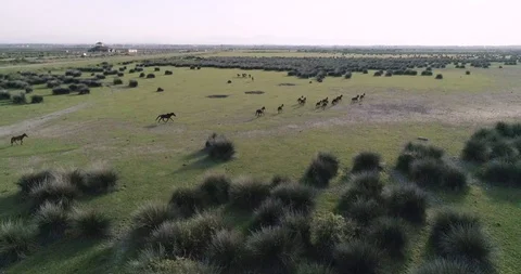Wild horse running in the plain with drone shooting Stock Footage 113672297