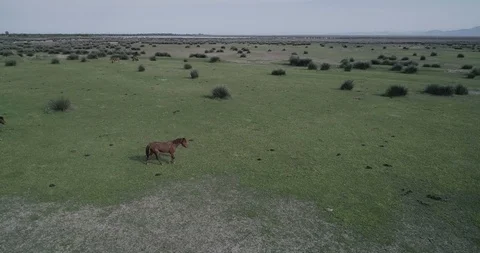 Wild horse running in the plain with drone fly Stock Footage 113674479