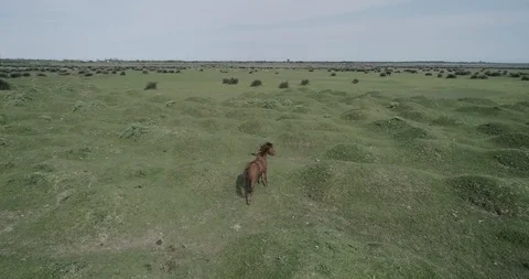Wild horse running in the plain Stock Footage 113670337