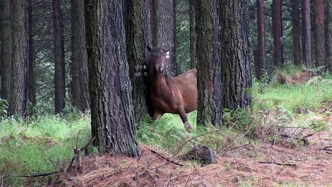 Wild horse scratching Stock Footage 75890732