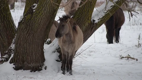 A wild horse scratching itself against a tree on a cold winter day 動画素材 101198549