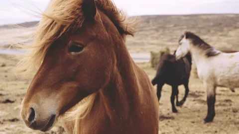 Wild Horse Standing Close To Camera In Landscape 動画素材 155760319