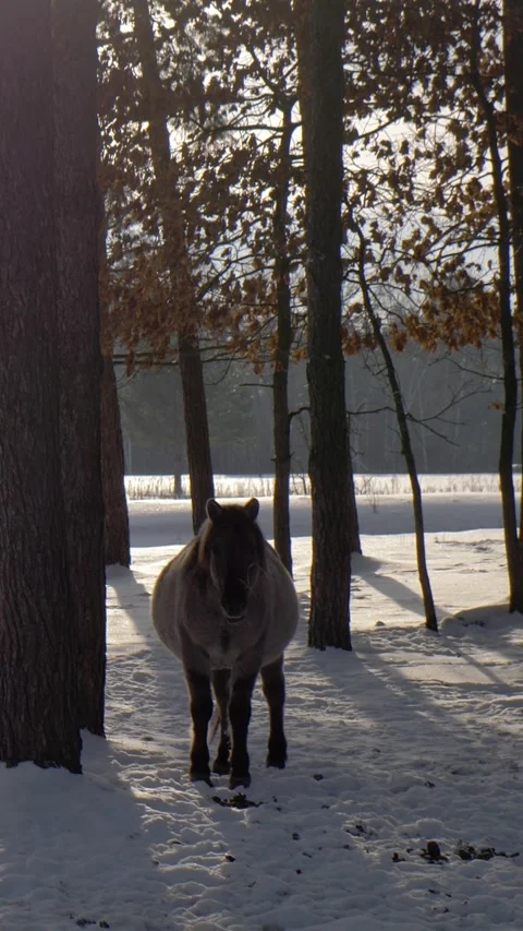Wild horse stands in the middle of a pine forest while walking in the snow Video stock 326774591