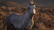 Wild Horse Stock Video 2021 00002 Stock Footage