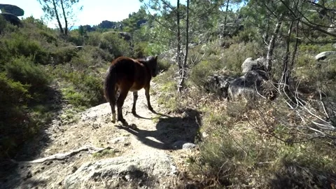 Wild horse walking down a trail in portugal wilderness nature national park Video stock 264099460