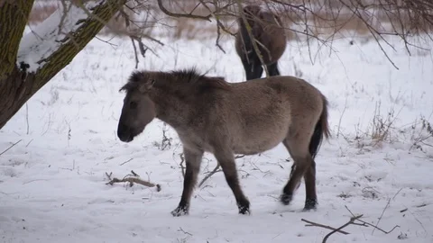 Wild horse walks to a tree in winter 動画素材 101198370